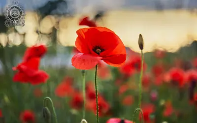 Remembrance Day Poppies in a field
